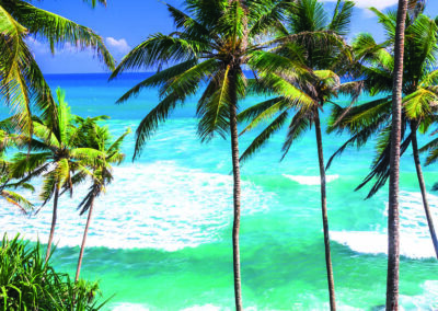 Sri Lanka - Palmen und Meer