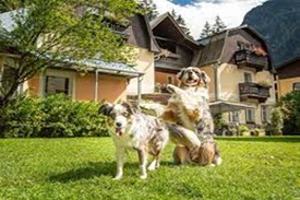 Urlaub mit Hund - Hotel Juwel - Aussenansicht