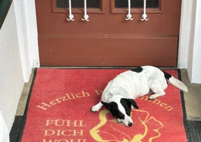 Hund auf Eingangsmatte - FDW