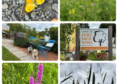 Collage Natur - FDW