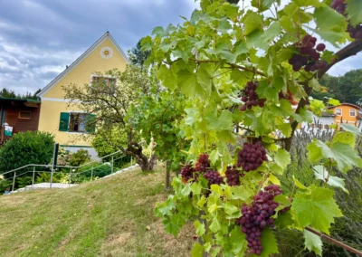 Weinreben vor dem Haus - FDW