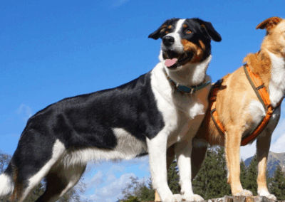Hundepaar halten Ausschau