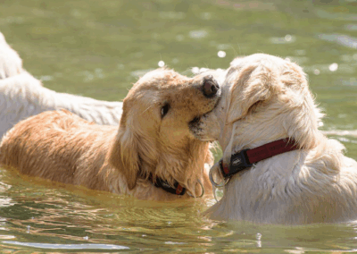 Hunde spielen zusammen