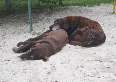 Hunde schlafen im Sand