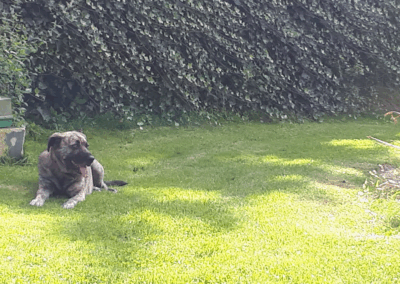 Hund ruht im Schatten