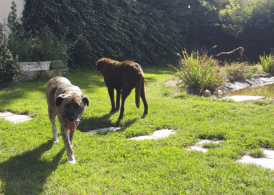 Hunde im Hundegarten