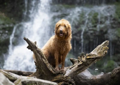 Hund auf Wurzel-Doaham