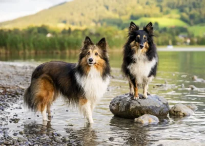Hunde am Wasser-Dahoam