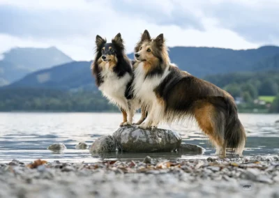 Hunde auf Stein-Dahoam