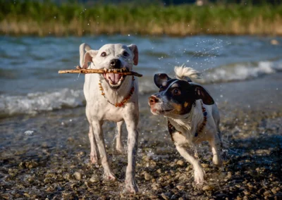 Hunde mit Stöckchen-Dahoam