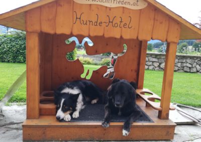 Hunde in Gsrtenhütte
