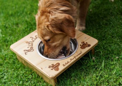 Hund beim Fressen
