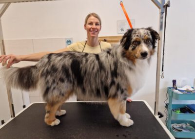 Hund beim Hundefriseur