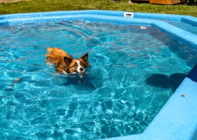 Hund im Pool