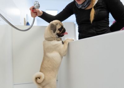 Hund wird geduscht