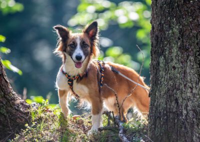 Hund auf Wanderschaft