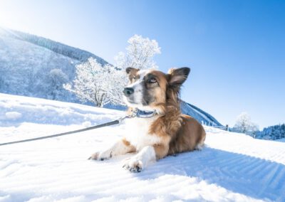 Hund im Schnee