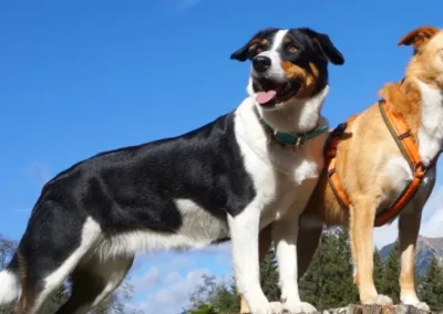 Aufmerksame Hunde