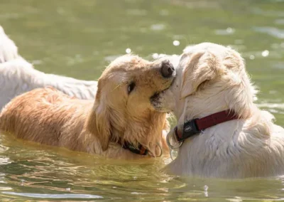 Hunde beim spielen