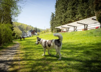 Hund auf Erkundungstour