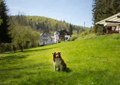 Hund auf Wiese