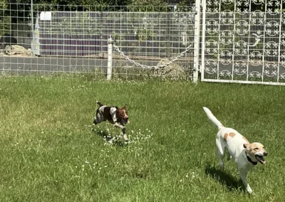 Hundespielwiese eingezäunt