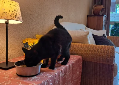 Hauskatze beim Füttern im Empfangsbereich