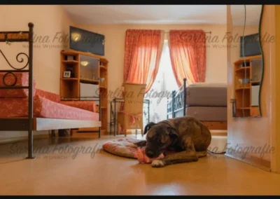 Mit dem Hund auf dem Zimmer