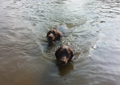 Hunde beim schwimmen am Badestrand