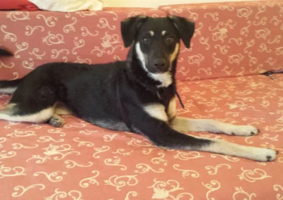 Hunde sind herzlich willkommen