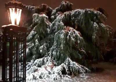 beschneites Parkgrün im Winter